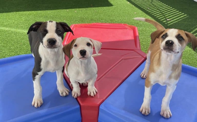 Camp Bow Wow® Introduces Pawsitive Start Jr. to Help Puppies Thrive Image of three dogs on dog daycare play equipment on turf grass.