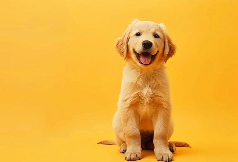 Central Bark Launches Puppy Hour™ to Support Socialization and Whole Dog Care Image of dog that would attend Puppy Hour at Central Bark
