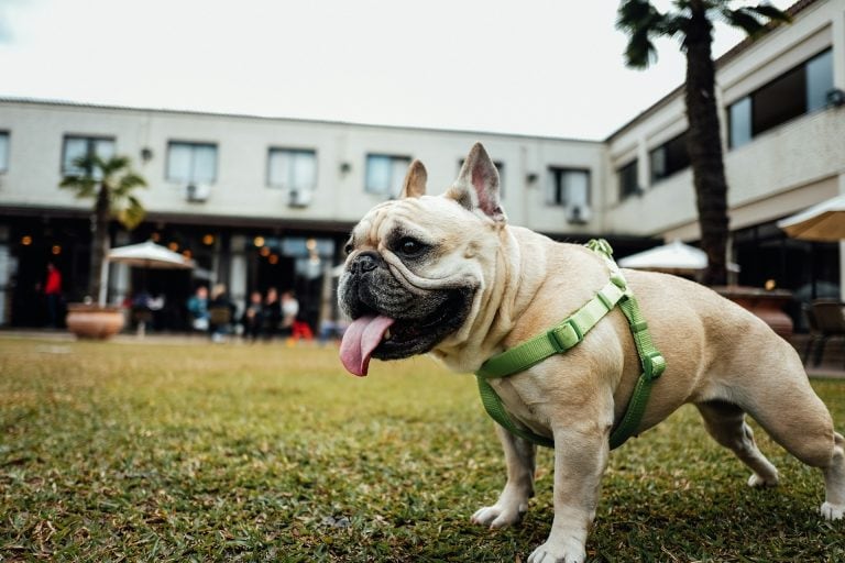 Pet Boarding and Daycare Expo 2024: Franchisors Find Innovation and Care Under One Roof Image of dog at event for article on Pet Boarding and Daycare Expo Petcare Franchise Dog Franchises