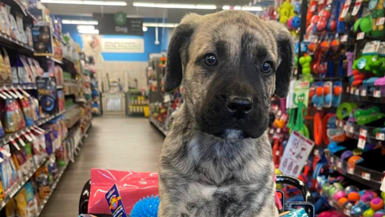 Puppy sitting in a Pet Supplies Plus cart during a community adoption and pet care shopping trip